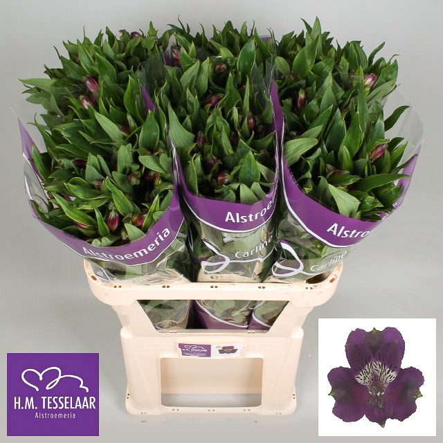 ALSTROEMERIA CARLINE 60